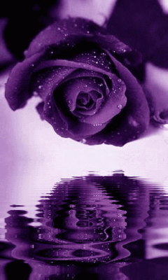 411chat com purple rose